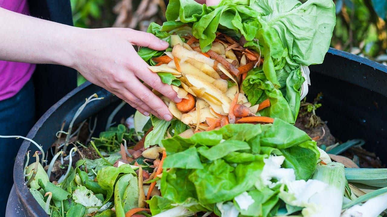 Reducing Food Waste: The Power of Organics Recycling in Restaurants