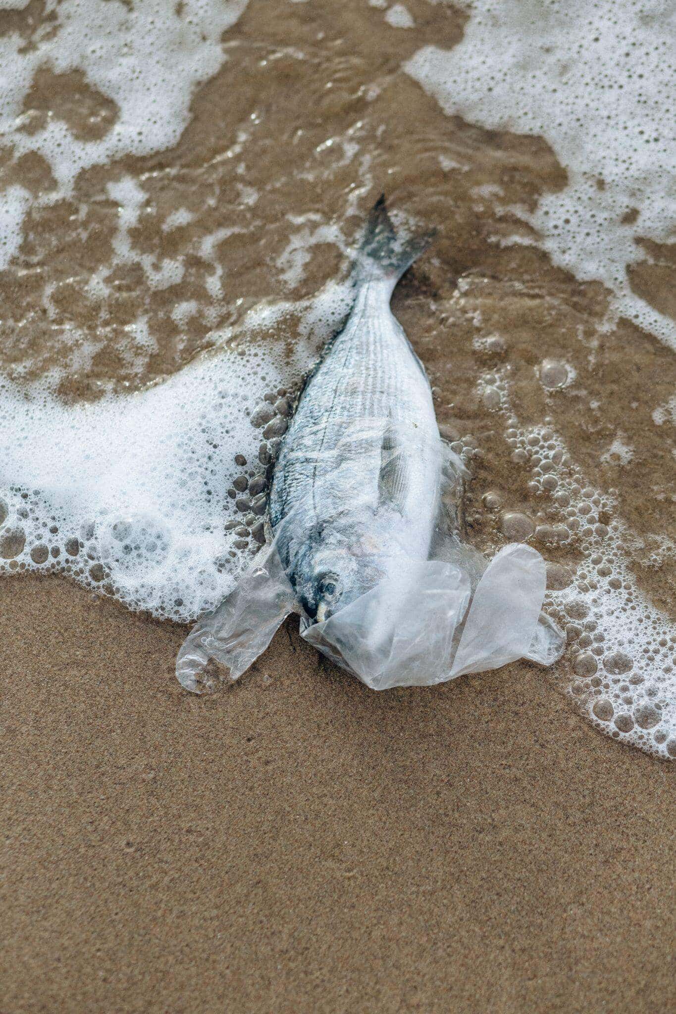 Avoid adverse environmental impacts