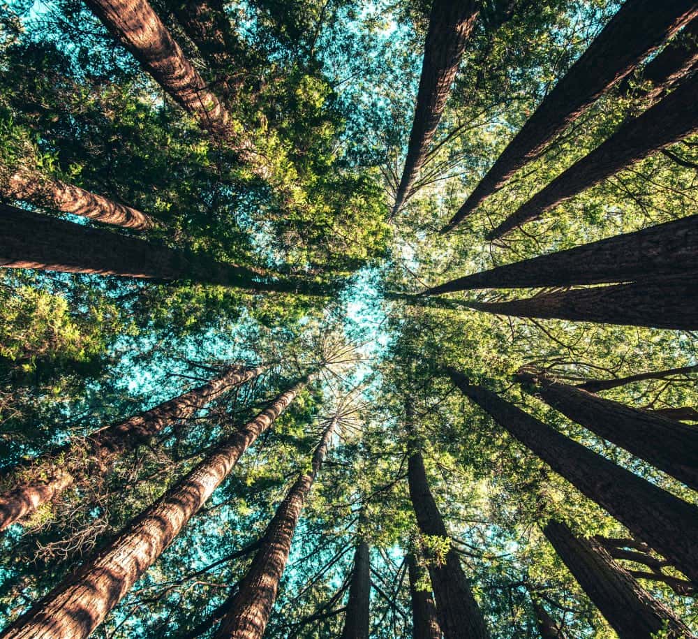 CheckSammy's Carbon Offset Program Launch Alert