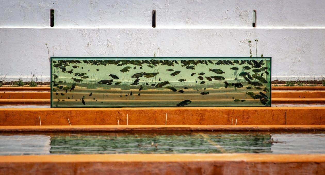 Transform the TV into A Fish Tank