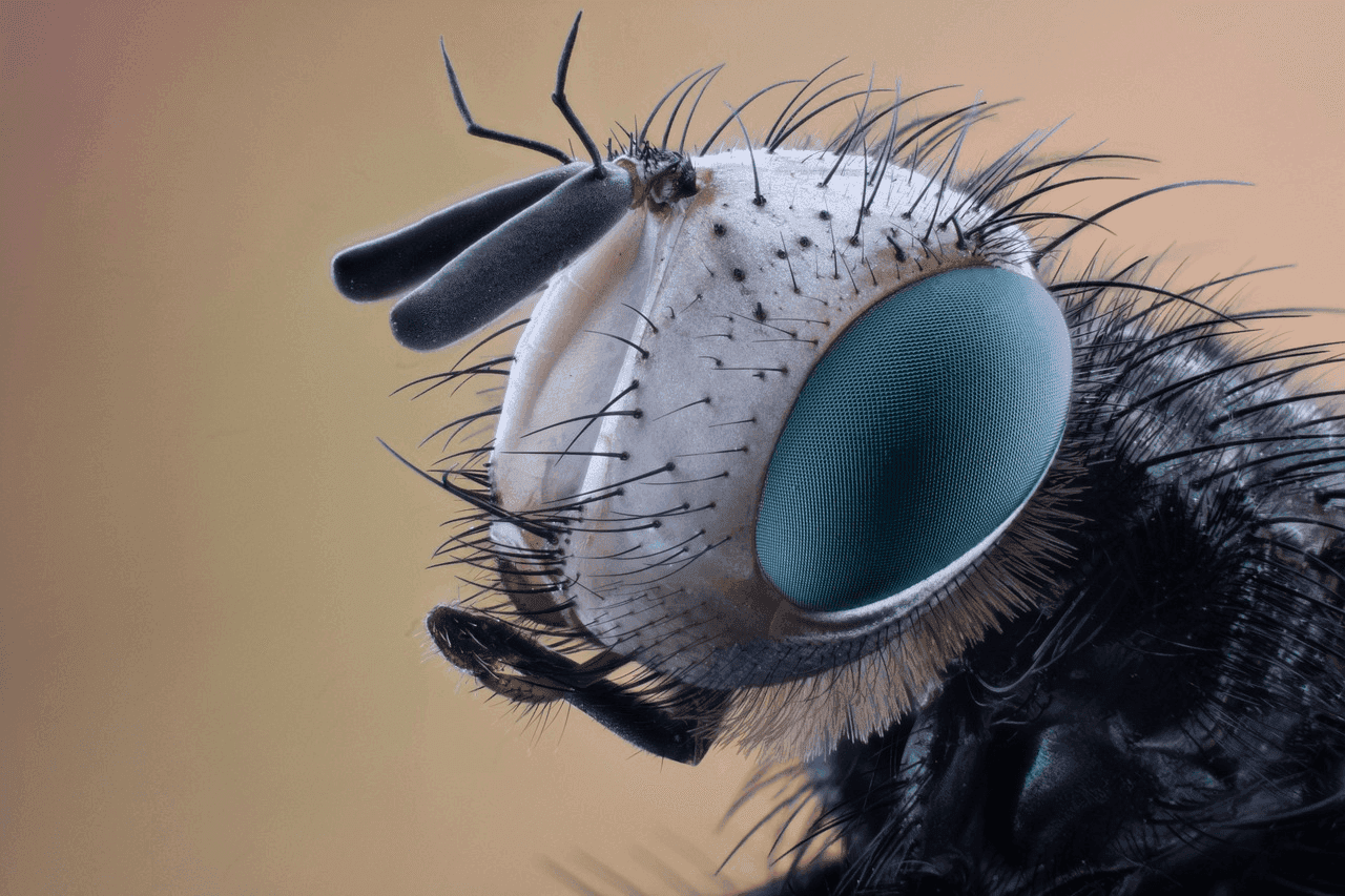 Fleas and Ticks