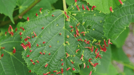 Reduce The Spread of Pest