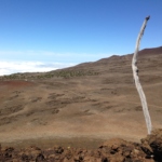 Treecember 2023:  Mauna Kea Restoration
