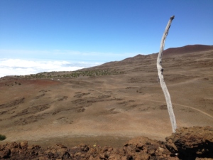 Treecember 2023:  Mauna Kea Restoration