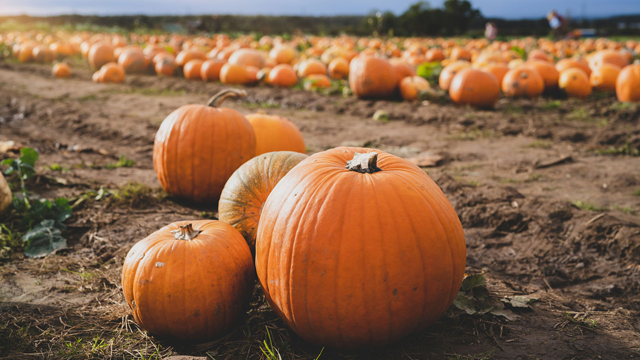 reliable organics recycling partner for pumpkin patches